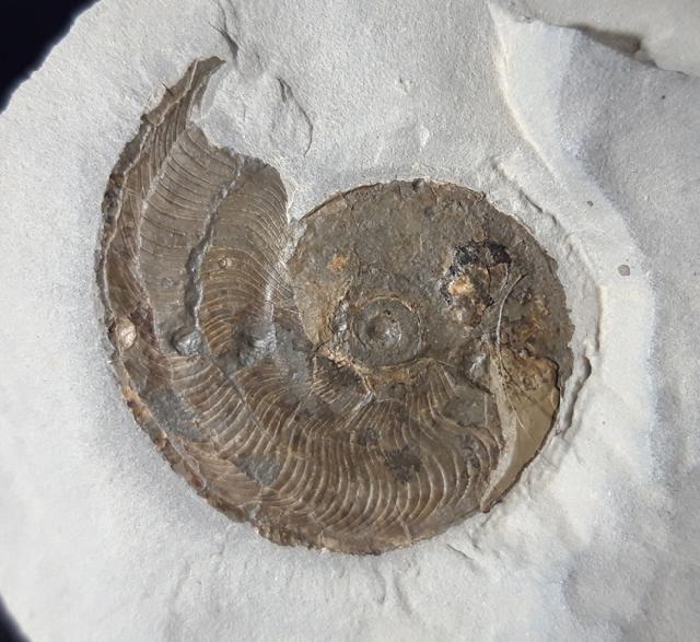 Leioceras opalinum (REINICKE 1818) - Bild © FossNet FossilienStore